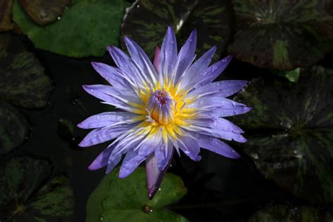 Star Of Siam Blue Tropical Water Lily Tropical Water Lilies Day