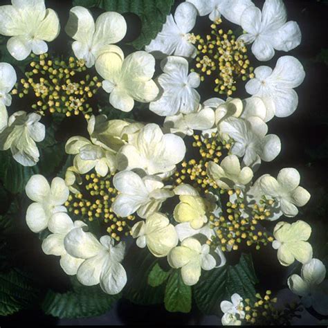 VIBURNUM PLICATUM 'MARIESII' - Houtmeyers Plantencentrum en ...