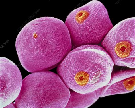 False Colour SEM Of Grass Pollen Stock Image B786 0322 Science