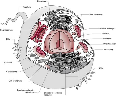 Principles Of Cell Biology Veterian Key