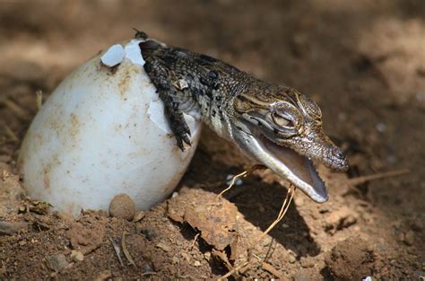 Nacen Unos Gemelos De Cocodrilo En Reserva De Yucatán