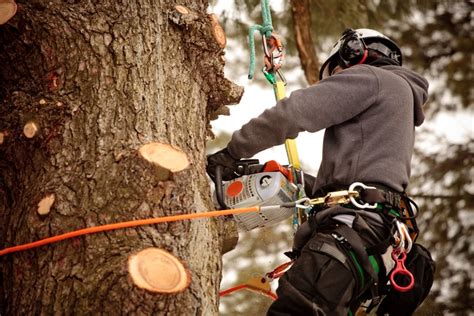 Tree Cutting Service Dawsonville Ga Silver City Tree Service