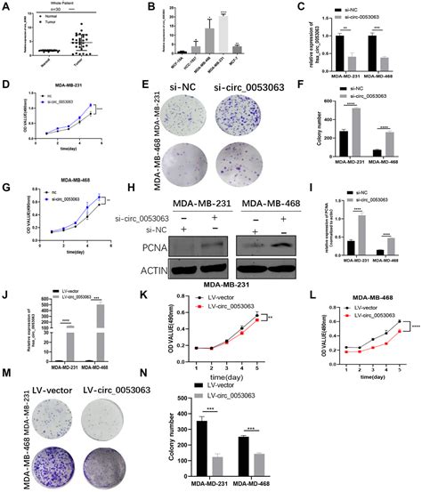 Hsa Circ 0053063 Inhibits Breast Cancer Cell Proliferation Via Hsa Circ