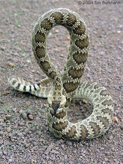 Northern Mohave Rattlesnake - Crotalus scutulatus scutulatus