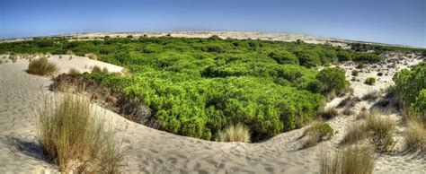 Doñana En La Encrucijada