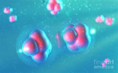 Stem Cells Photograph By Mark Garlickscience Photo Library Fine Art