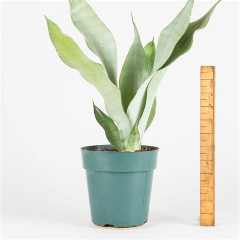 Sansevieria Brazilian Moonshine A526 Rare Species Of Moonshine