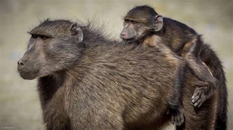 Babouin Chacma By Gilles Benso