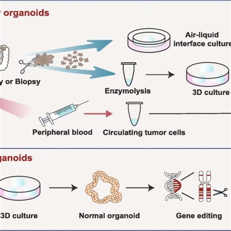 Cancer Organoid Models Published Reports Download Scientific Diagram