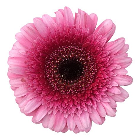 Frische Mini Gerbera Pink Online Bestellen Bei Bezahlbare Blumen De