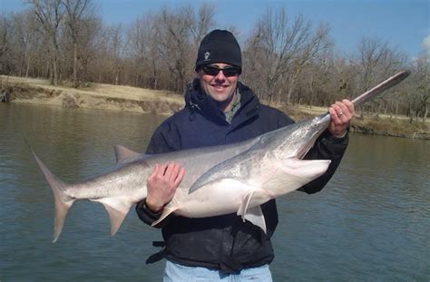 Art Lander’s Outdoors: American paddlefish last surviving member of ...