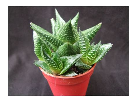 Haworthia Limifolia Kakteencz