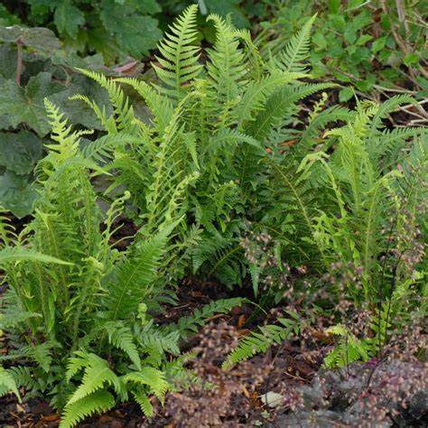 The King Ostrich Fern Ferns Garden Woodland Plants Plants