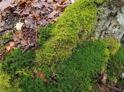Lumut Alam Hutan Foto Gratis Di Pixabay Pixabay