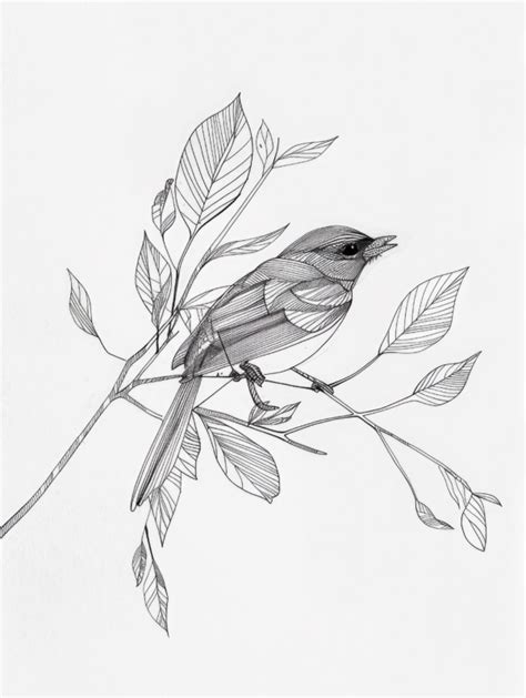 Black and White Sketch of a Bird on a Branch - studio.aip.co.il