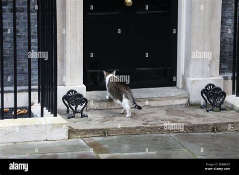 Larry The Cat at 10 Downing Street Stock Photo - Alamy