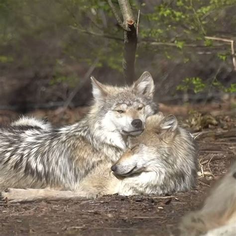 Wolf Conservation Center On Twitter Beyond Their Ecological