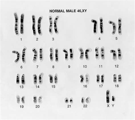 Contoh Soal Genetika Biologi Sma