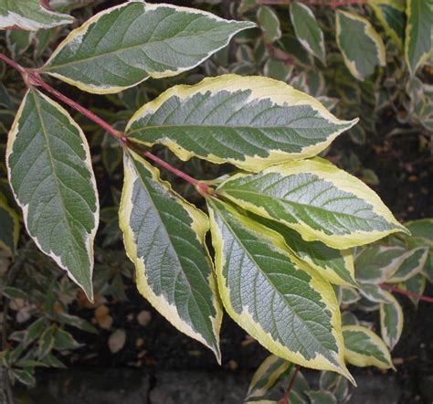 Weigela 'Florida Variegata' - como plantar