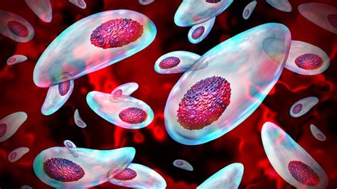 Why Are 250 Million Sperm Cells Released During Sex Live Science