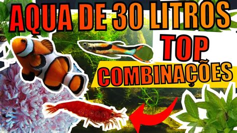 TOP COMBINAÇÕES PARA AQUÁRIOS DE 30 LITROS Mr Betta YouTube