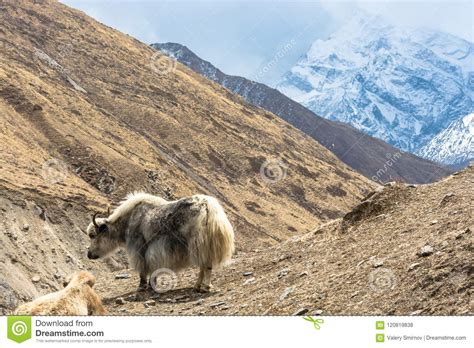 Yak In Den Himalajabergen Nepal Stockfoto Bild Von Draussen