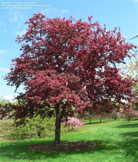 Plantfiles Pictures Flowering Crabapple Profusion Malus By Rebecca101