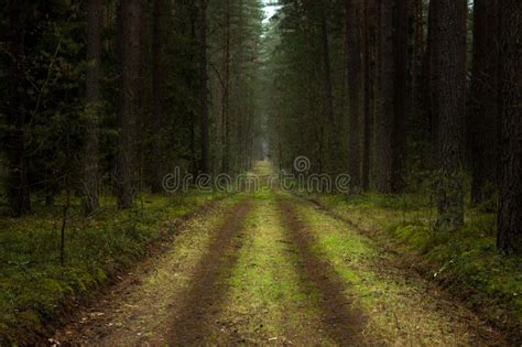 Road In The Woods Stock Photo Image Of Road Foliage 173645826