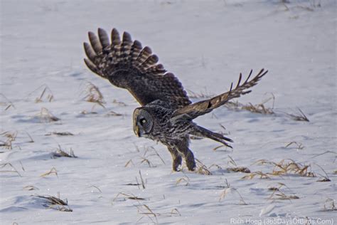 One Second of Flight: Great Gray Owl | 365 Days of Birds