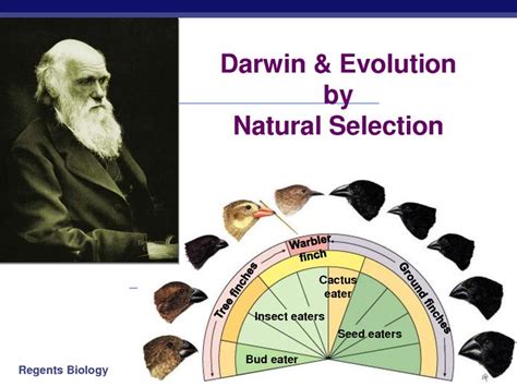 Theory Evolution: What Is The Theory Evolution By Natural Selection