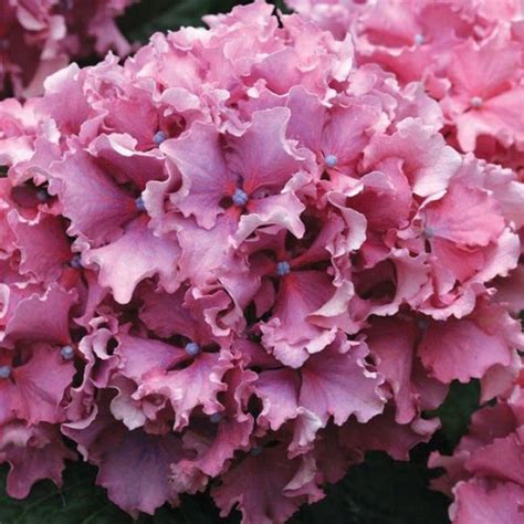 Саженцы Гортензия крупнолистная Спайк ( 4 года , С5 , 30-40 см ...