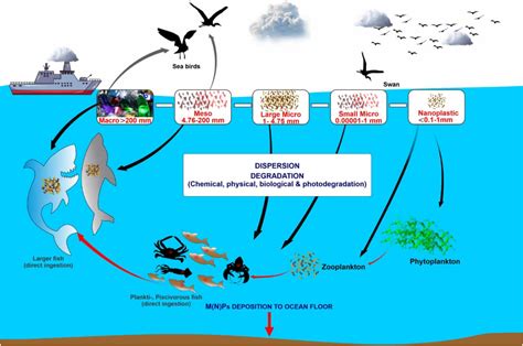 Frontiers Micro Nano Plastics Prevalence Food Web Interactions And