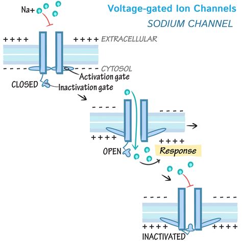 Cell Biology Glossary: Voltage-gated Ion Channels | ditki medical ...