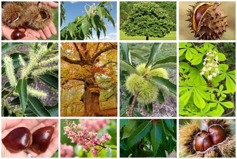 10 Different Types of Chestnut Trees & Identifying Features