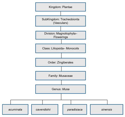 Molecules Free Full Text Potentials Of Musa Species Fruits Against