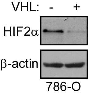 HIF 2 Alpha EPAS1 Antibody BSA Free NB100 122 Novus Biologicals