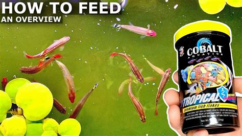 How to Feed Aquarium Fish | How Much, How Often, and Fasting – HousePetsCare.com