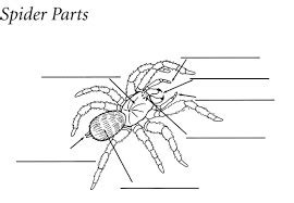 Arete Arthropods Diagram Quizlet