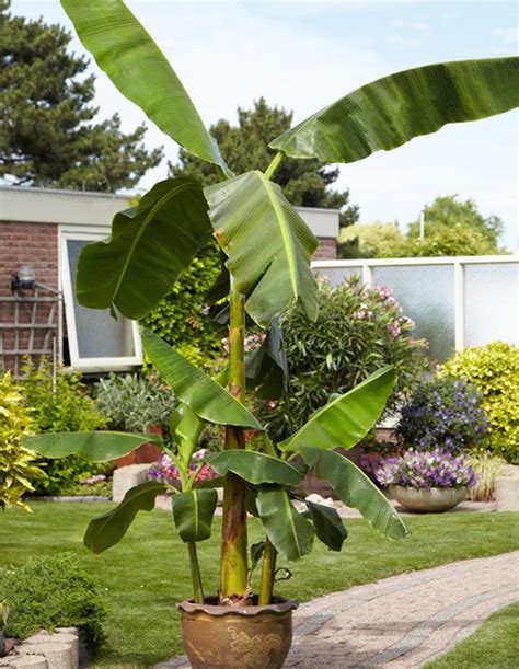 Musa Basjoo Plant World London