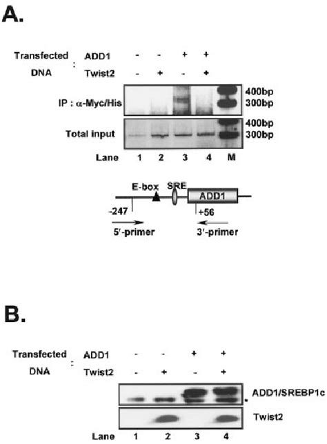 Inhibition Of Add Srebp C Dna Binding By Twist In Vivo A Chip