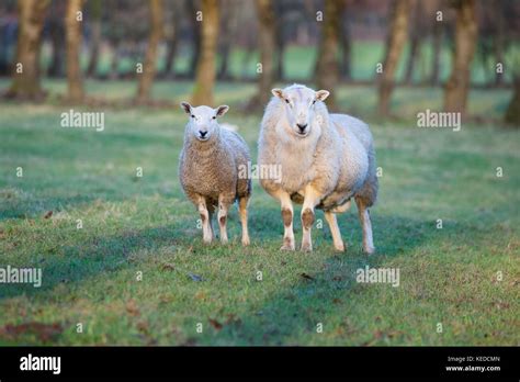 Ram And Ewe Sheep In Field Stock Photo Alamy