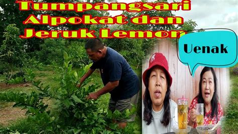 Berguru Cara Tumpangsari Pohon Alpokat Dan Jeruk Lemon YouTube