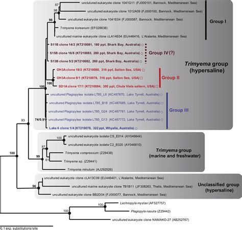 Maximum Likelihood Phylogenetic Tree Of 18S RRNA Gene Sequences Showing