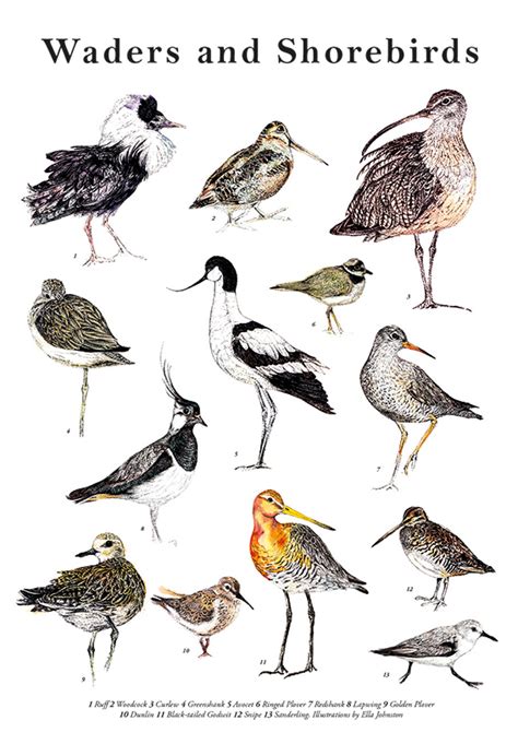 Beginners Guide To Wading Birds Ellas Place