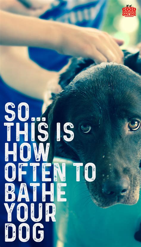 How Often to Bathe a Dog | Guide for Pet Parents - Good Doggies Online | Dog care, Dog care tips