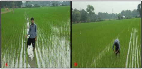 Management Of Rice Yellow Stem Borer Scirpophaga Insertulas Walker Using Different