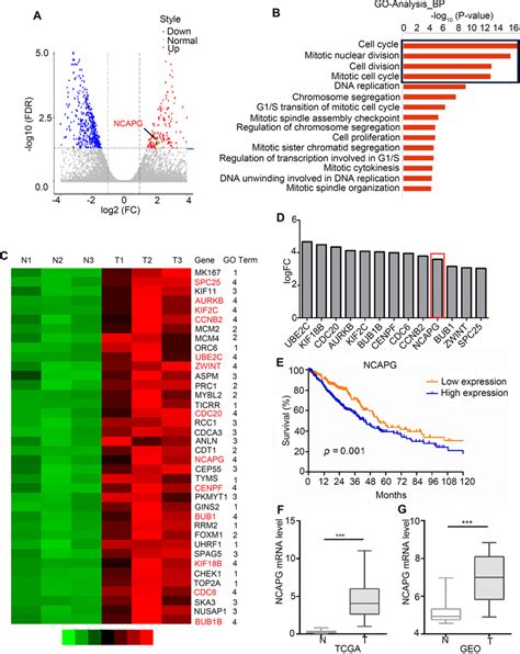 Identification Of Ncapg Expression In Nsclc A Gene Sequencing Volcano