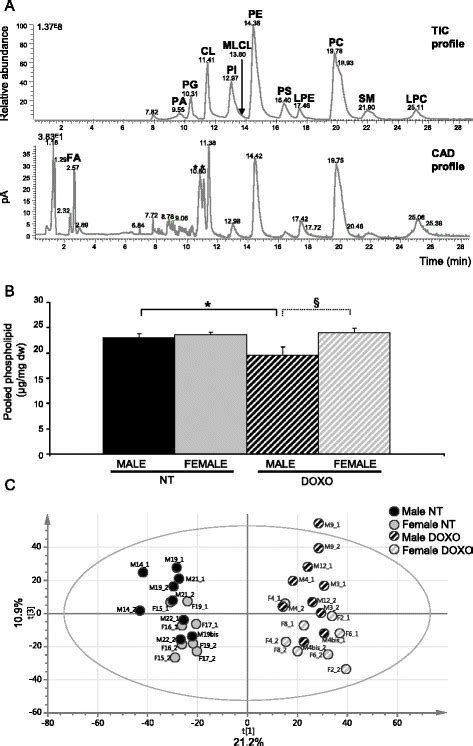 Doxorubicin And Sex Effect On Cardiac Phospholipids A A Representative