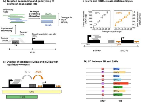 Scheme Of The Tr Genotyping Strategy And Downstream Analyses A