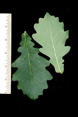 Tree Identification: Leaf Characteristics Flashcards | Quizlet